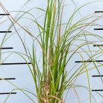 Kortadéria Pampová (Cortaderia selloana) ´PUMILA´ - výška 25-35 cm, kont. C1L